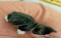 British Shorthair cats for sale: 2 boy kittens for sale - Image 5
