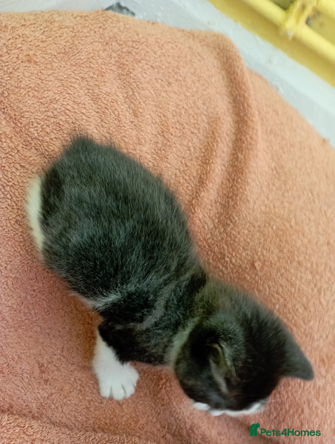 British Shorthair cats for sale: 2 boy kittens for sale - Image 5