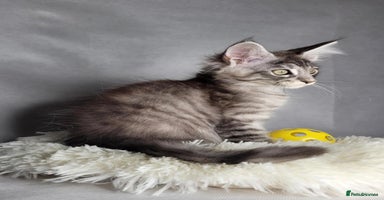 Maine Coon cats - Advert 9