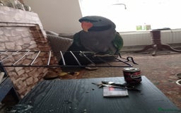 Parakeets birds for sale: Derbyan says hello, mimicks noises,chats away - Image 7