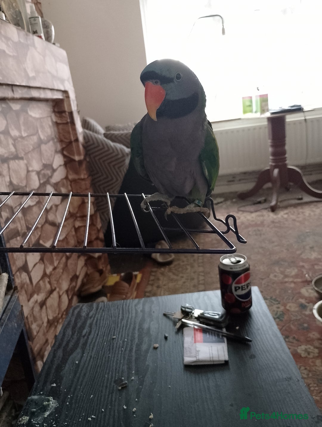 Parakeets birds for sale: Derbyan says hello, mimicks noises,chats away - Image 7