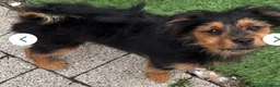 Mixed Breed dogs for sale: Beautiful mix Maltese, and Yorky poo in Chester-le-Street - Advert 7