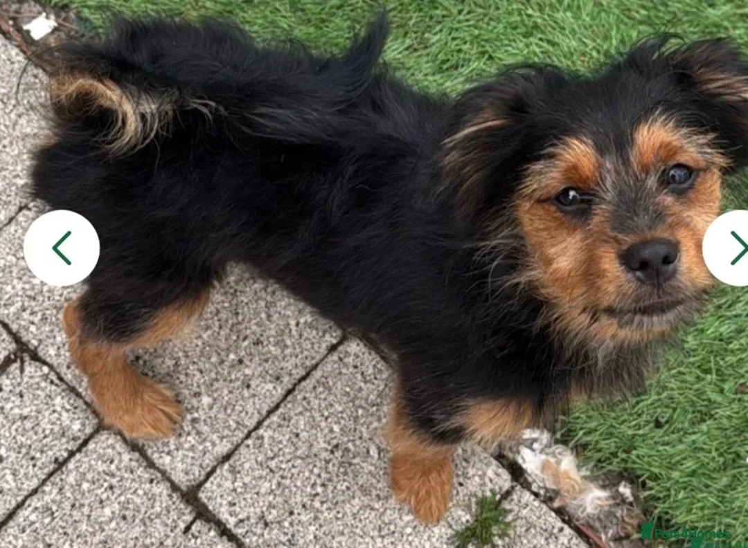 Mixed Breed dogs for sale: Beautiful mix Maltese, and Yorky poo in Chester-le-Street - Advert 7