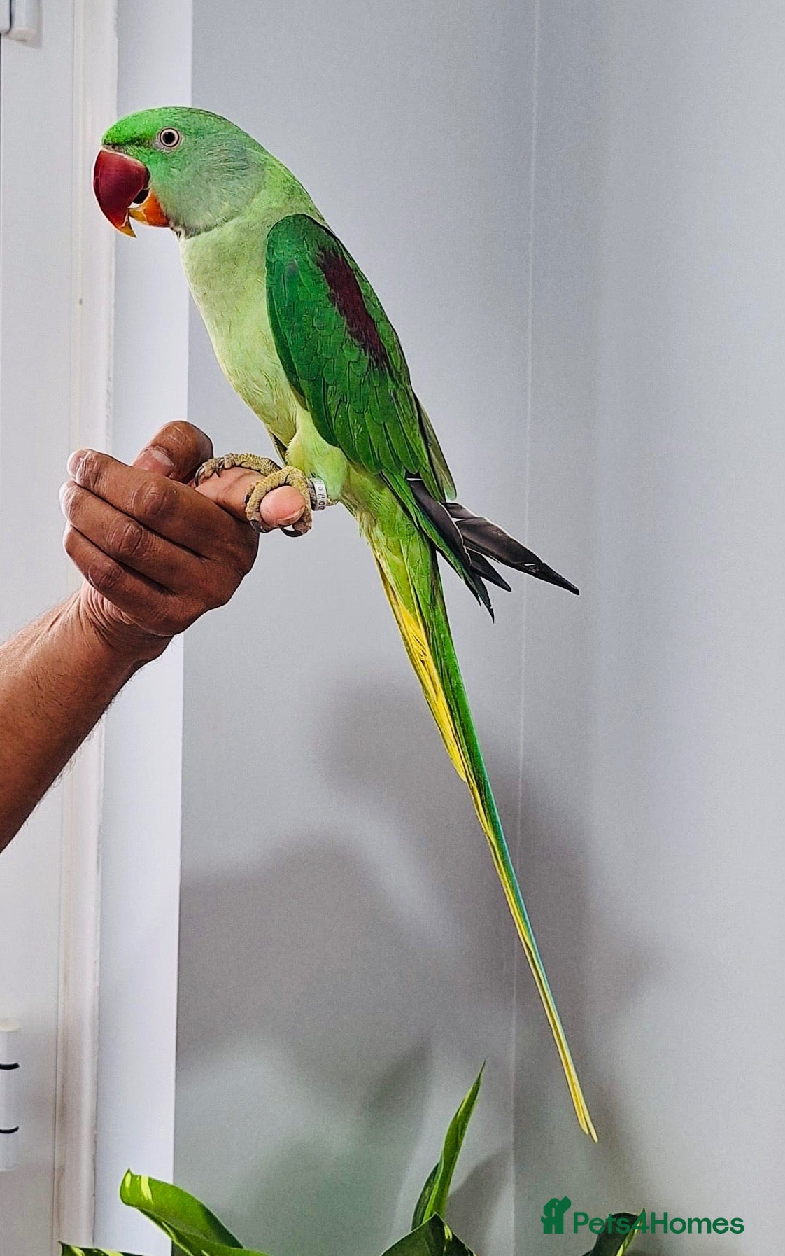 Parrots birds Beautiful hand tamed parrots for sale. - Advert 2