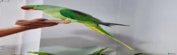 Parrots birds for sale: Beautiful hand tamed parrots for sale. - Advert 2