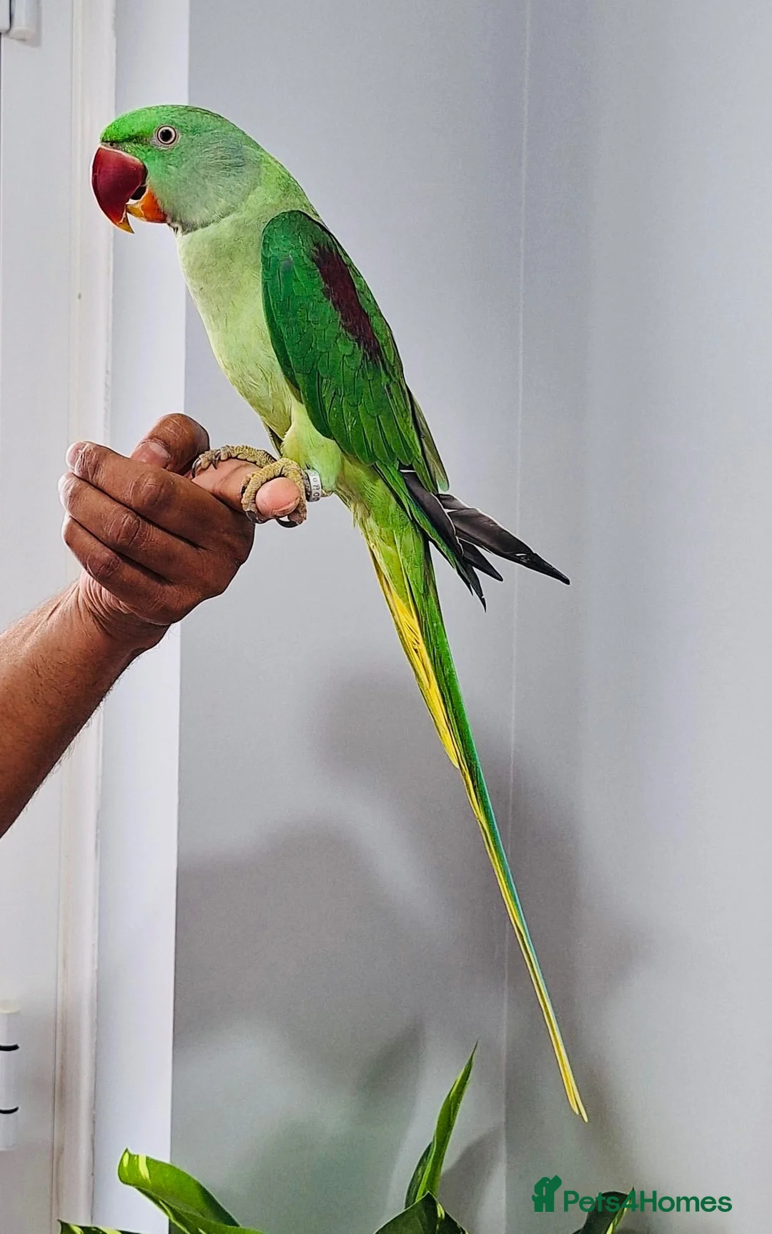 Parrots birds for sale: Beautiful hand tamed parrots for sale. - Advert 2