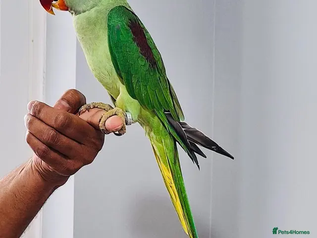 Parrots birds for sale: Beautiful hand tamed parrots for sale. - Advert 2