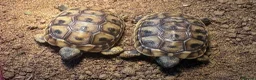 Hermann Tortoise reptiles for sale: Hermann Tortoise Hatchlings-Home Bred-July 2026  in Poole - Advert 5