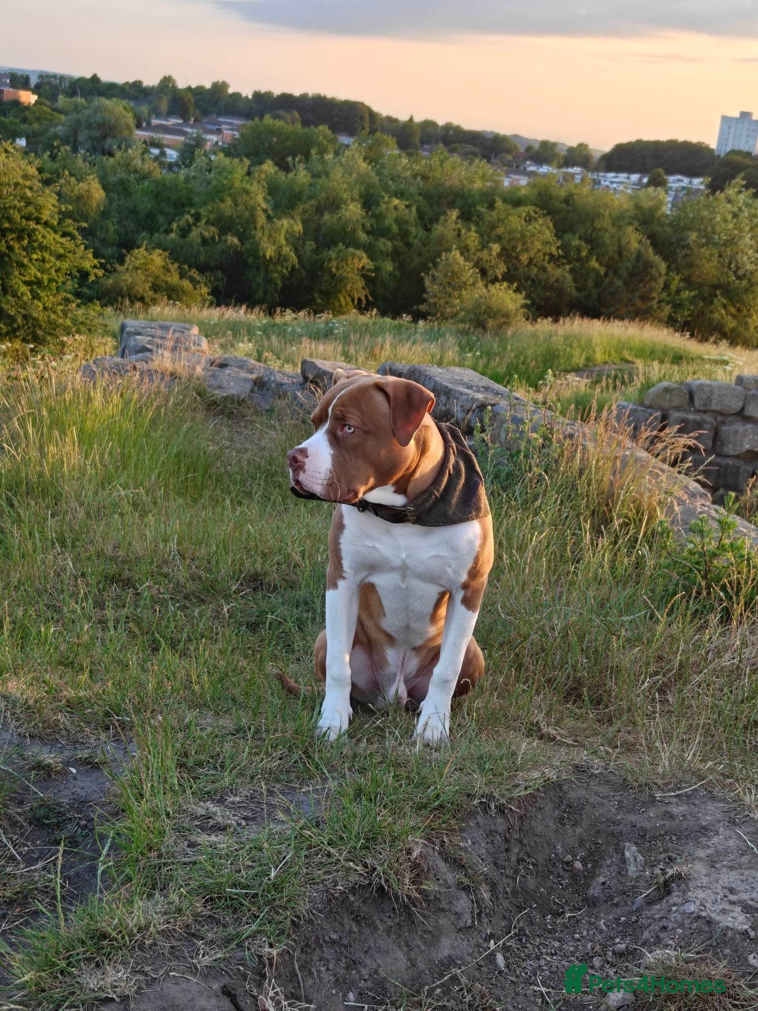 Mixed Breed dogs Staffie x American Bully 8 months old - Advert 3