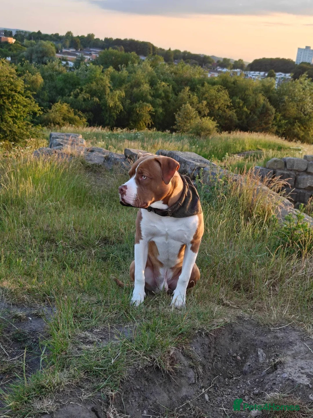 Mixed Breed dogs for sale: Staffie x American Bully 8 months old - Advert 1