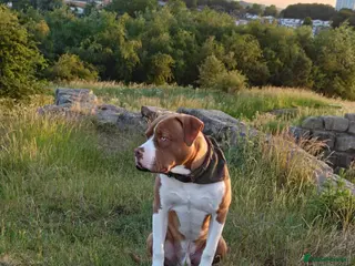 Mixed Breed dogs Staffie x American Bully 8 months old - Advert 1