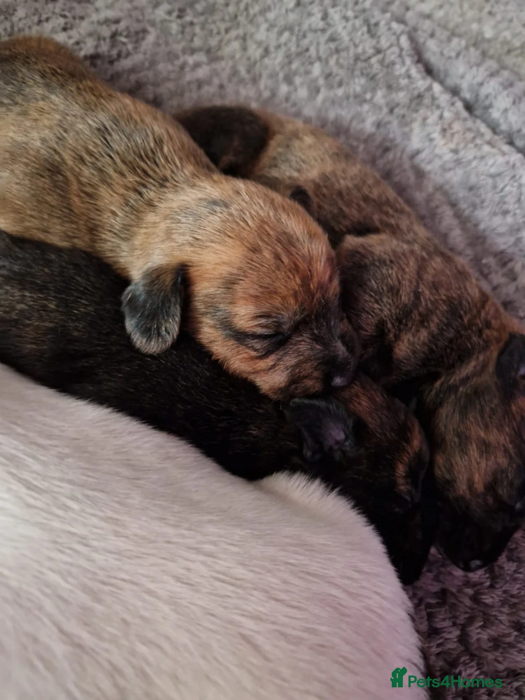 Toy Poodle dogs for stud: Health Tested Toy poodle for stud in Wareham - Advert 9