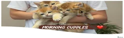 British Shorthair cats for sale:  Beautiful BSH Pedigree Kittens • Ready July 7th - Advert 2