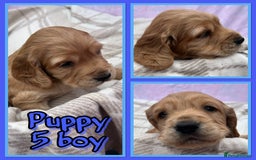 Cocker Spaniel dogs for sale: 5 beautiful show cocker spaniel puppies  - Image 4
