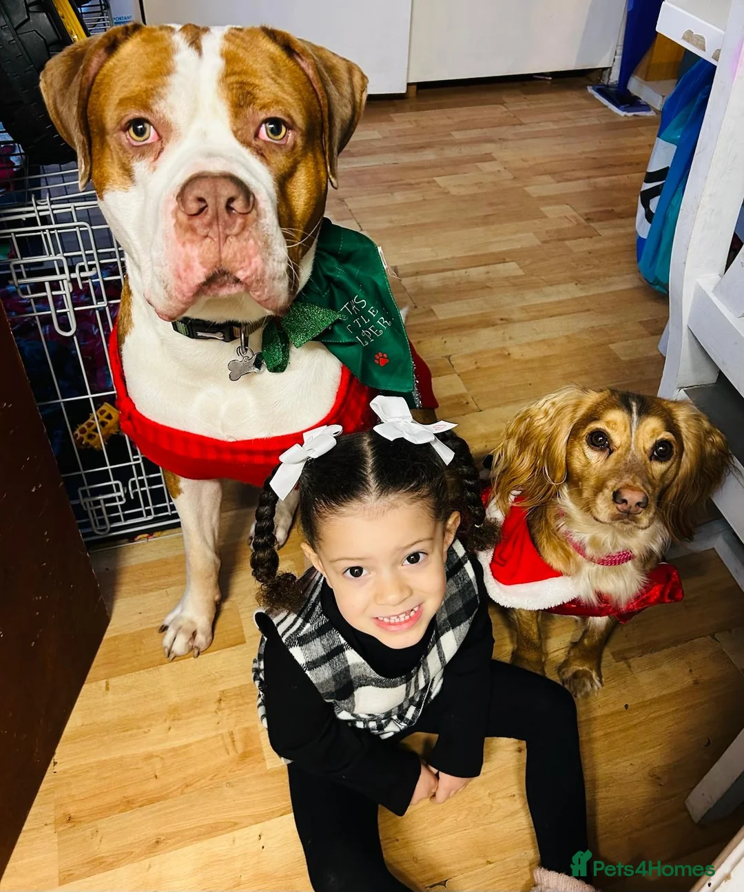 Mixed Breed dogs for sale: Boysie - Advert 2