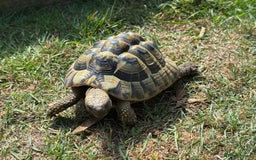 Hermann Tortoise reptiles for sale: Hermanns Tortoises 2016-2018 - Image 4