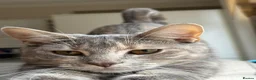 Domestic Shorthair cats for sale: A little over 1yr old female cat in London - Advert 6