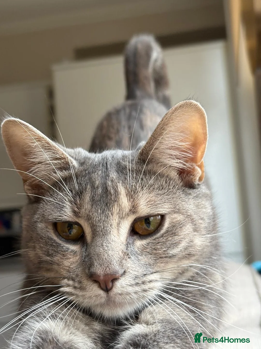 Domestic Shorthair cats for sale: A little over 1yr old female cat in London - Advert 6