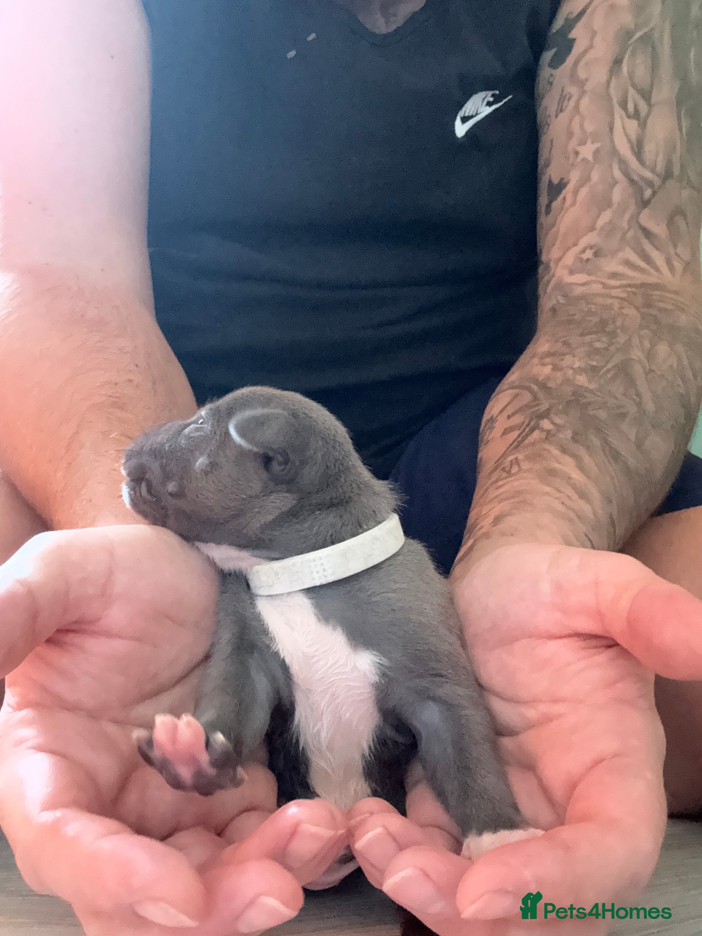 Staffordshire Bull Terrier dogs 8 GORGEOUS  STAFFORDSHIRE BULL TERRIER PUPPIES - Advert 2