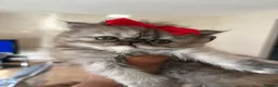 Persian cats for sale: Persian Teddy Bear kittens  - Advert 12