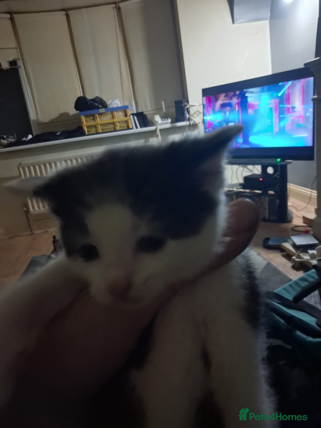 British Shorthair cats for sale: Kittens for sale  - Advert 4