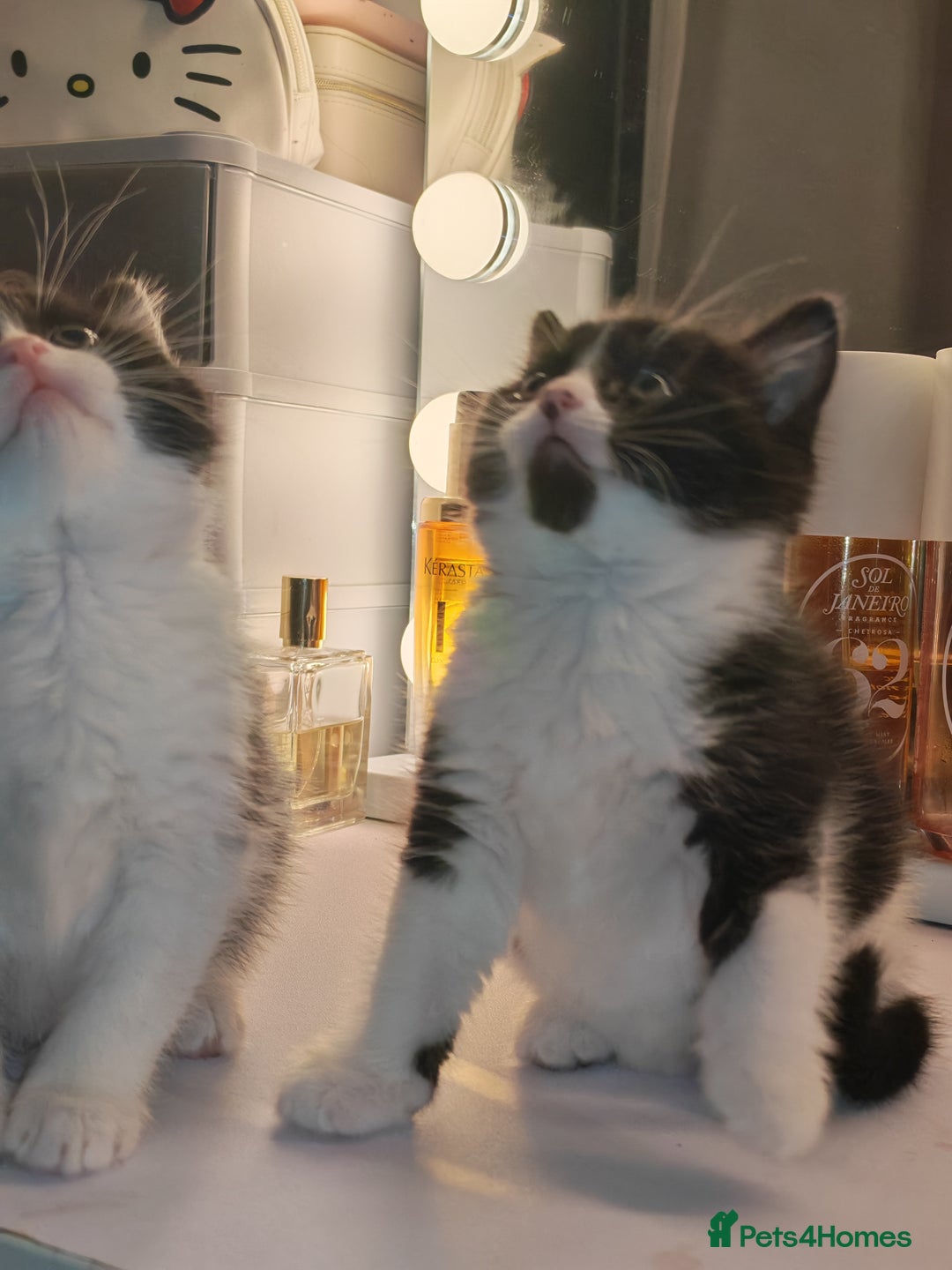 Mixed Breed cats for sale: Beautiful kitten for loving homes - Advert 10