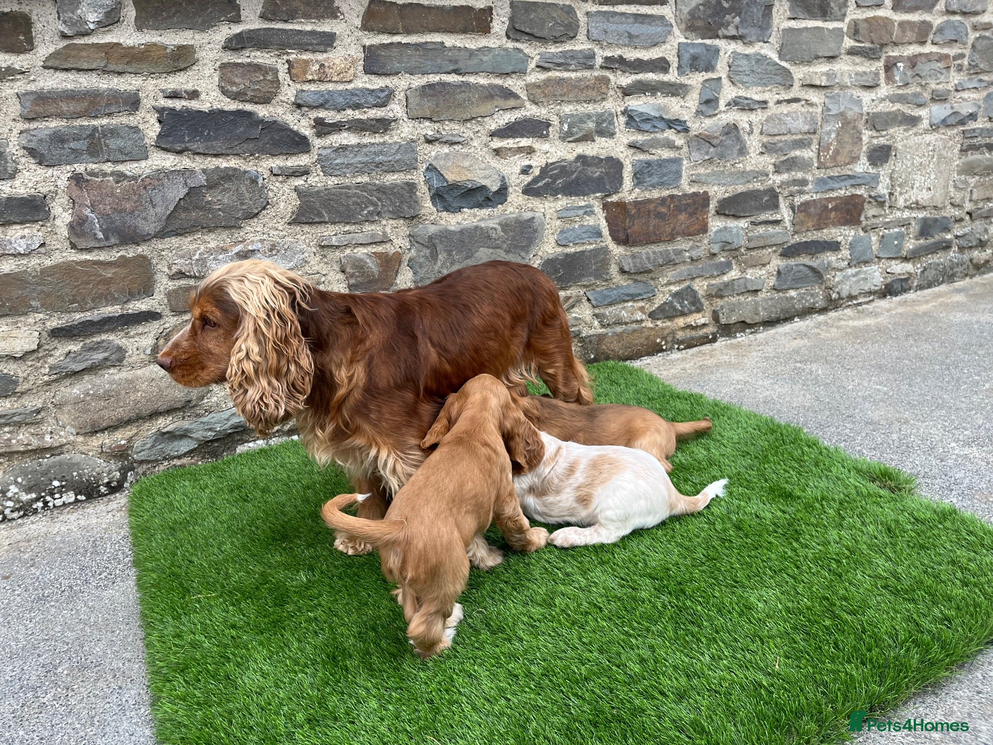 Cocker Spaniel dogs KC HEALTH TESTED show type cocker ⭐️  - Advert 2
