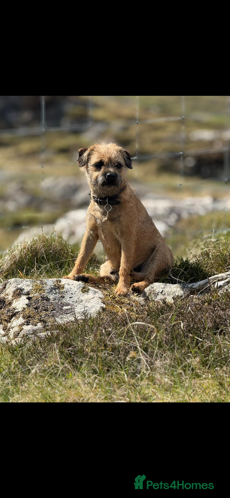 Mixed Breed dogs Border terrier x patterdale puppies - Advert 12