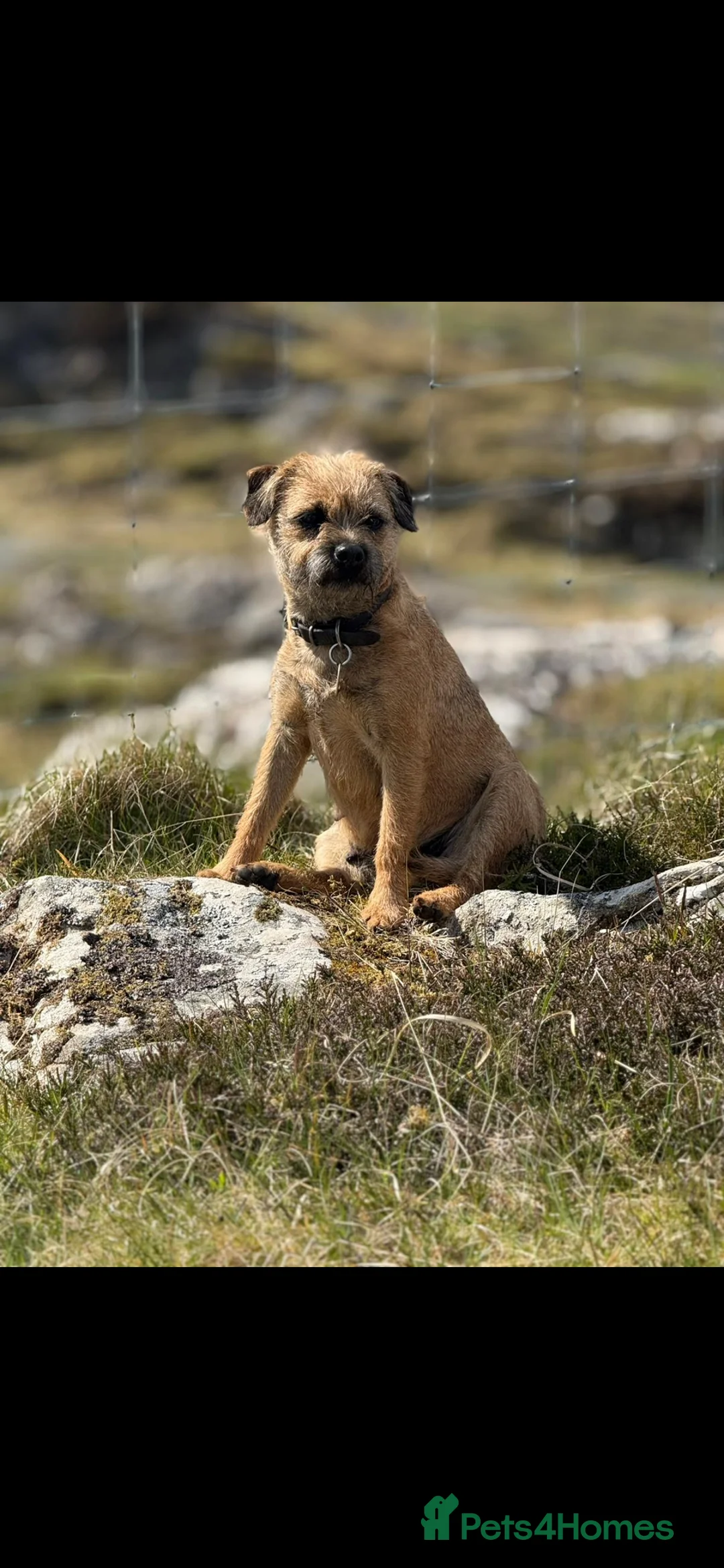Mixed Breed dogs for sale: Border terrier x patterdale puppies - Advert 1