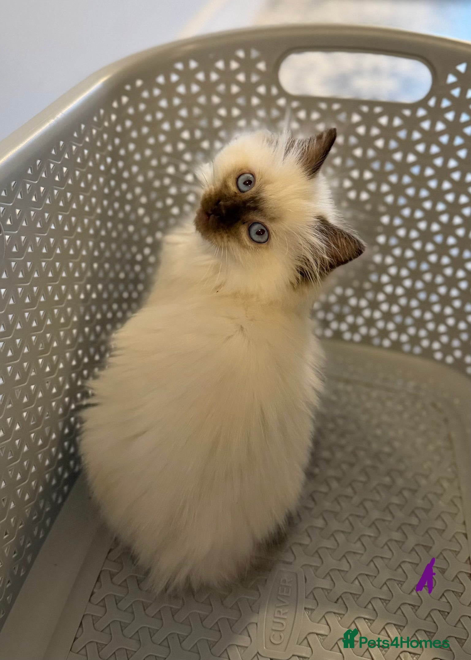 Ragdoll cats Stunning Ragdoll Kittens GCCF registered/Pedigree - Advert 2