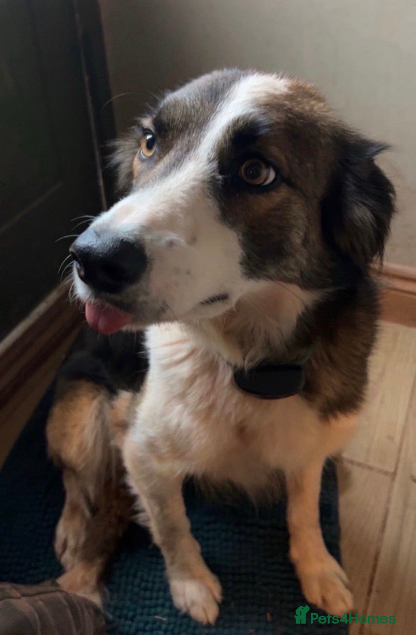Mixed Breed dogs Beautiful Collie X cocker sprollies DNA health  - Advert 2