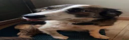 Mixed Breed dogs for sale: Beautiful Collie X cocker sprollies DNA health  - Advert 2