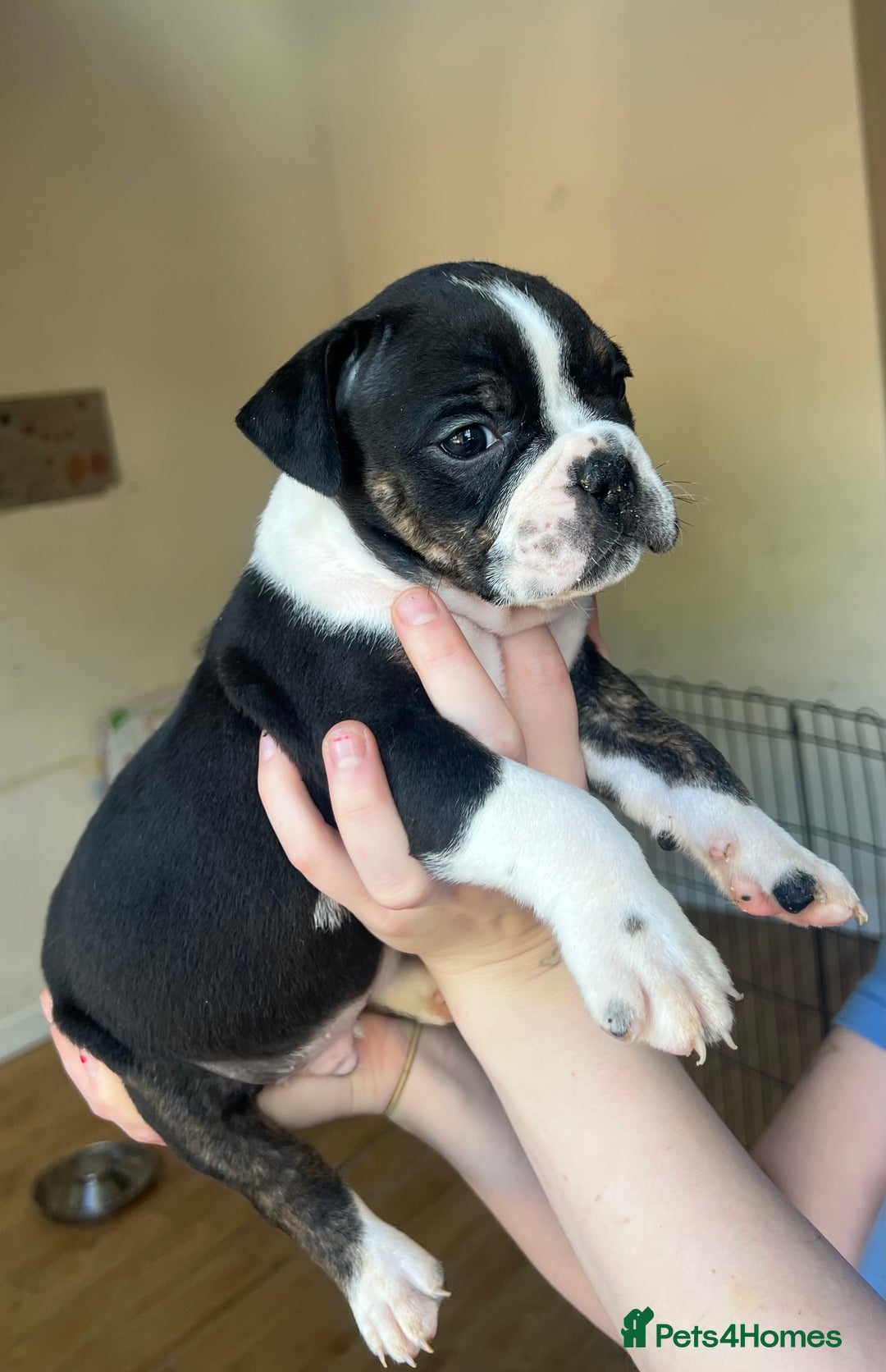 Mixed Breed dogs for sale: Olde Thyme English bulldog X New english bulldogs - Image 6