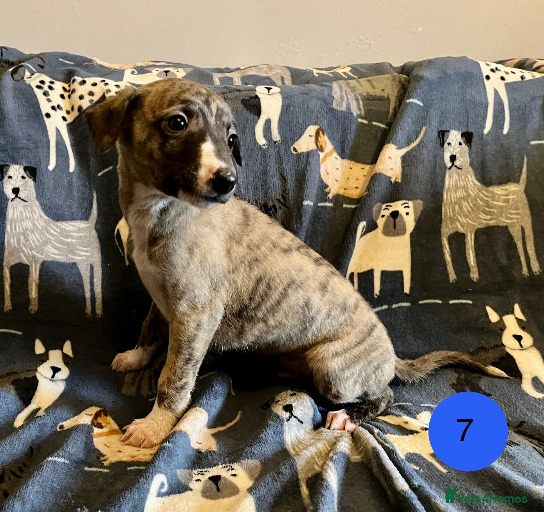 Whippet dogs KC Reg Whippet Puppies - Advert 11