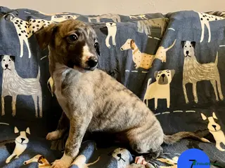 Whippet dogs KC Reg Whippet Puppies - Advert 11