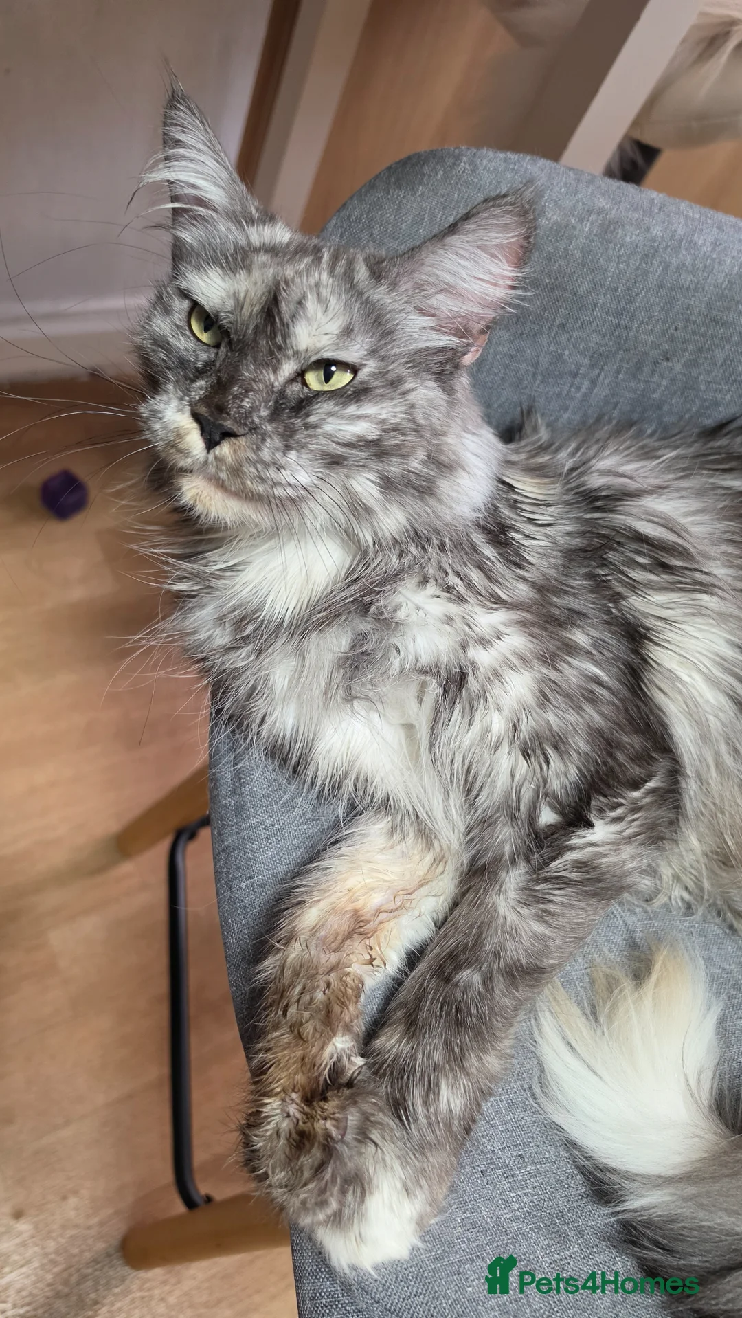 Maine Coon cats for sale: Maine coon Queen  - Advert 2