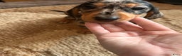 Miniature Dachshund dogs for sale: Dachshund puppies boys and girls ready now - Advert 5