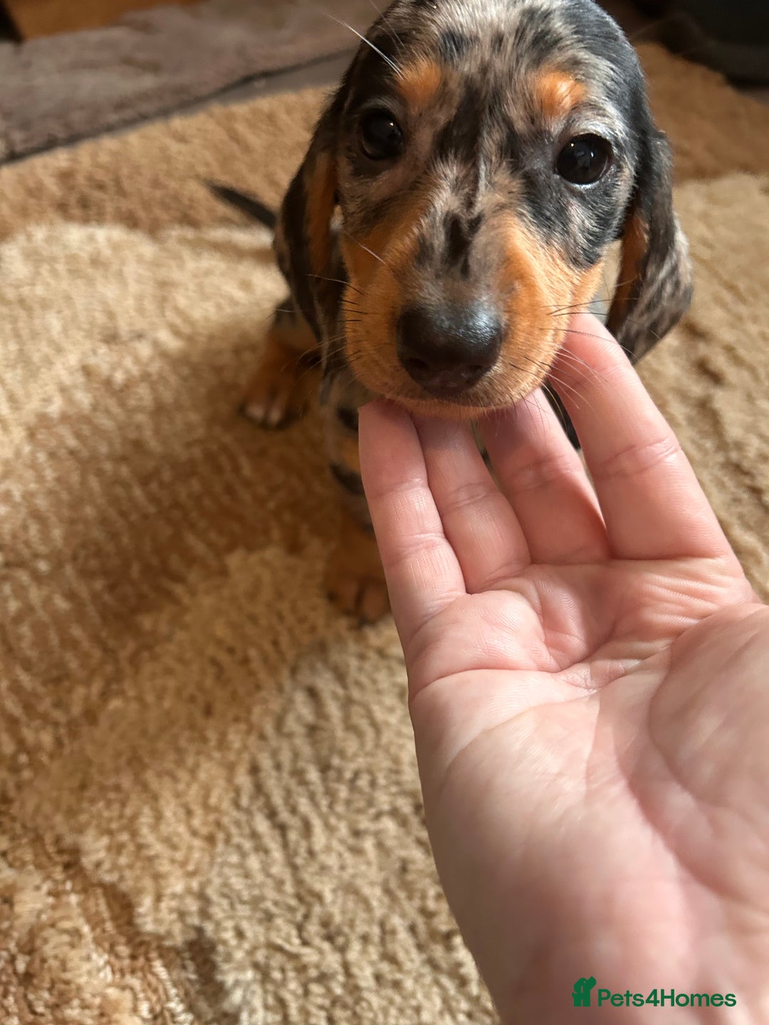 Miniature Dachshund dogs for sale: Dachshund puppies boys and girls ready now - Advert 5