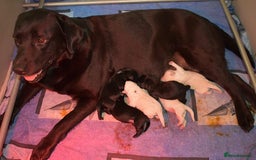 Labrador Retriever dogs for sale: Labrador puppies 8 weeks old  - Image 5