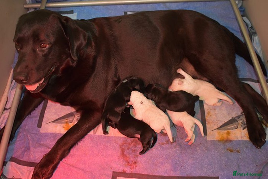 Labrador Retriever dogs for sale: Labrador puppies 8 weeks old  - Image 5