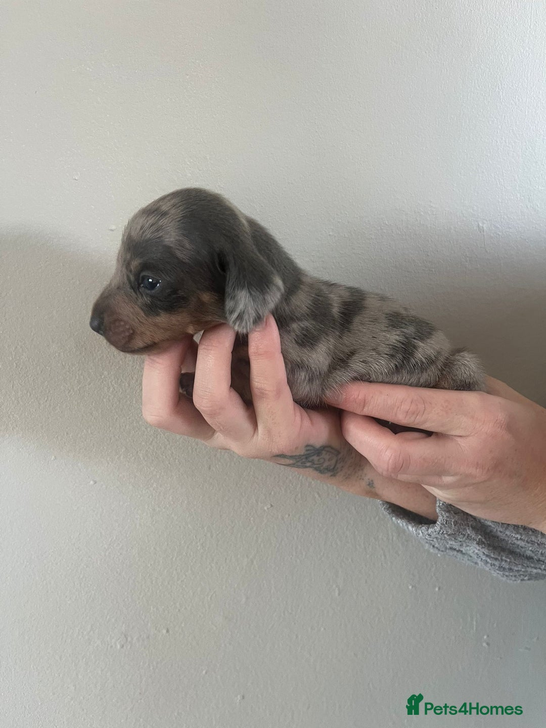 Miniature Dachshund dogs for sale: Stunning litter of mini dachshunds  - Advert 3