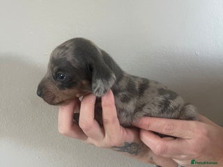 Miniature Dachshund dogs Stunning litter of mini dachshunds - Advert 10