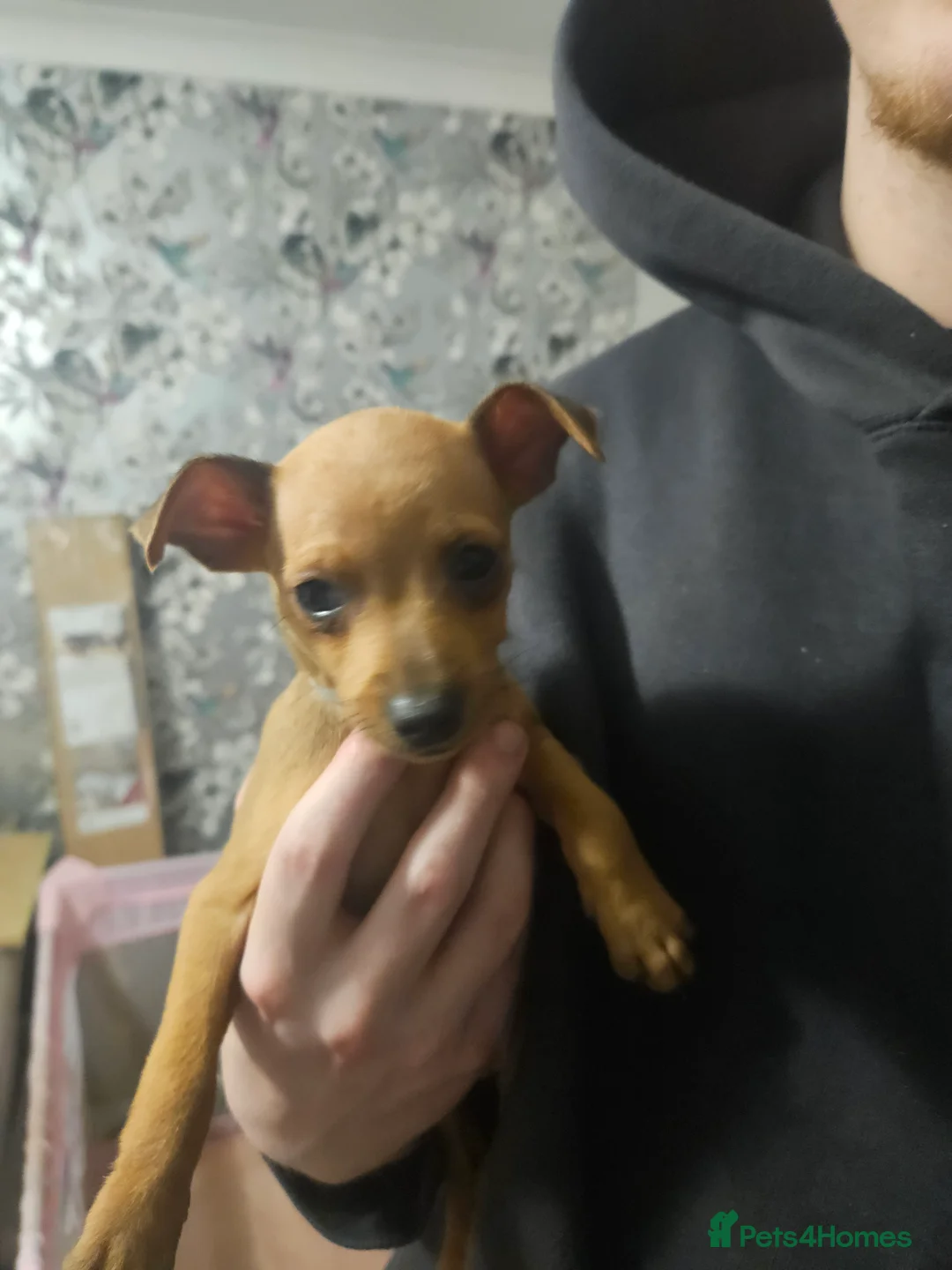 Miniature Pinscher dogs for sale: Miniature Pinscher puppies  - Advert 4