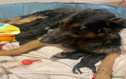 German Shepherd dogs for sale: German Shepherd puppies for sale (Full Pedigree) - Image 36