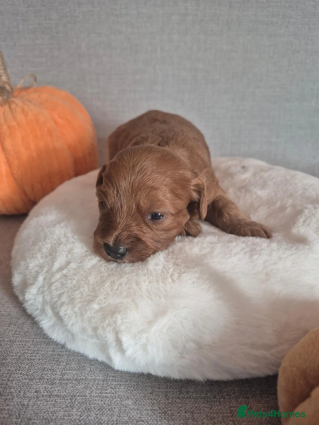 Cavapoo dogs for sale: Cavapoos F1 fully health tested - Advert 8