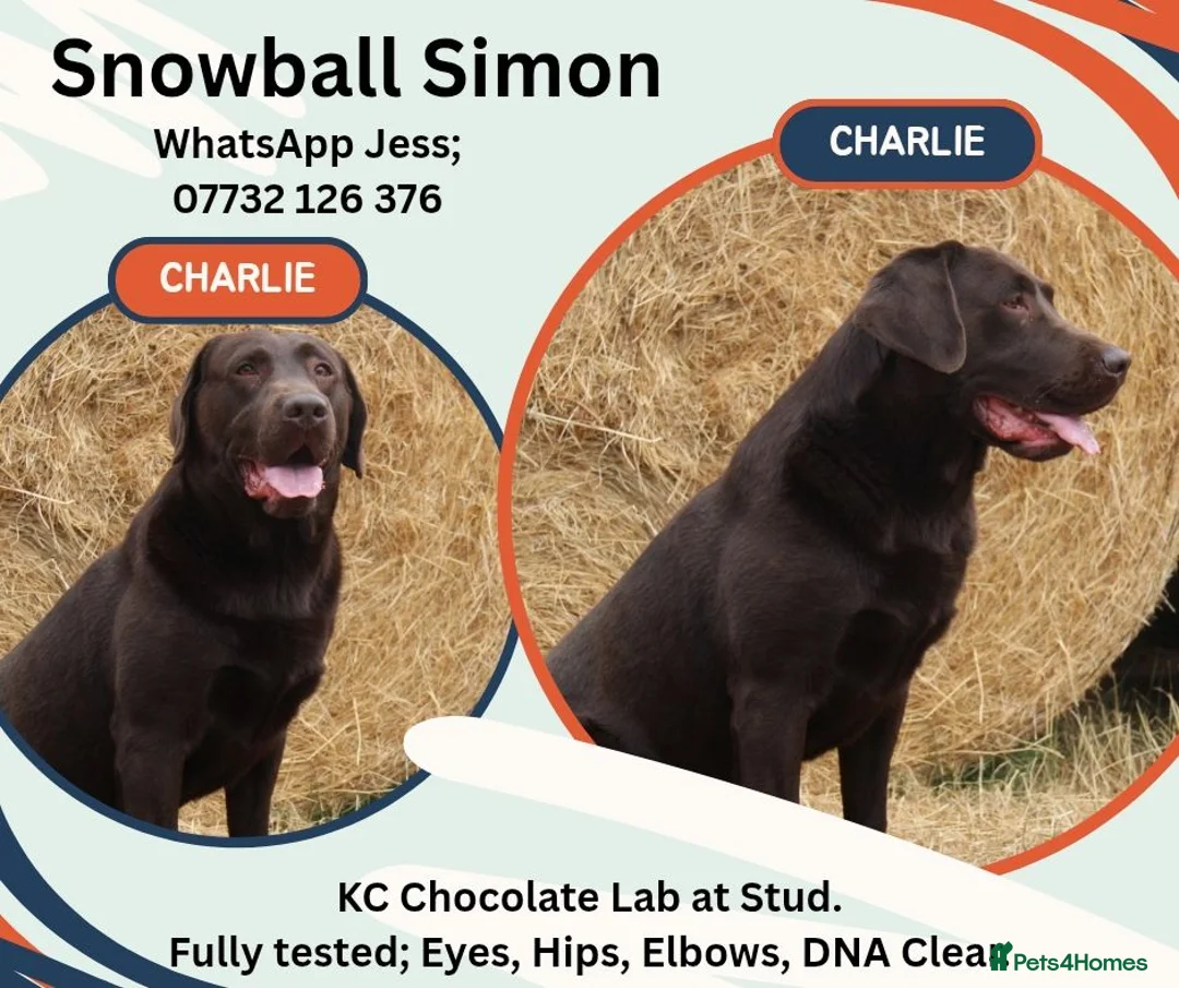 Labrador Retriever dogs for stud: KC fully tested Choc Labrador Stud - Advert 2