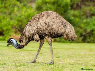 Emus poultry female emu - Advert 2