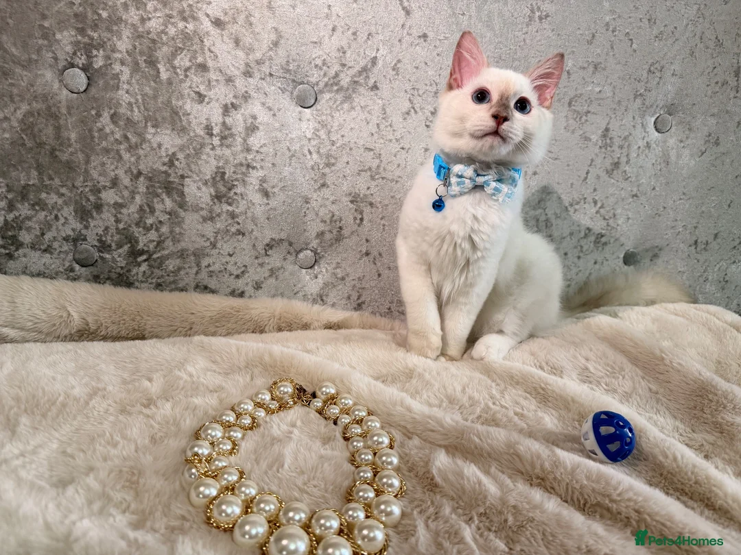 Ragdoll cats for sale: 🌟Stunning HCM PKD Clear ✅ 💕 Ragdoll Kittens 🌟 - Advert 12