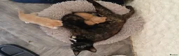 Mixed Breed cats for sale: Beautiful kittens  - Advert 5