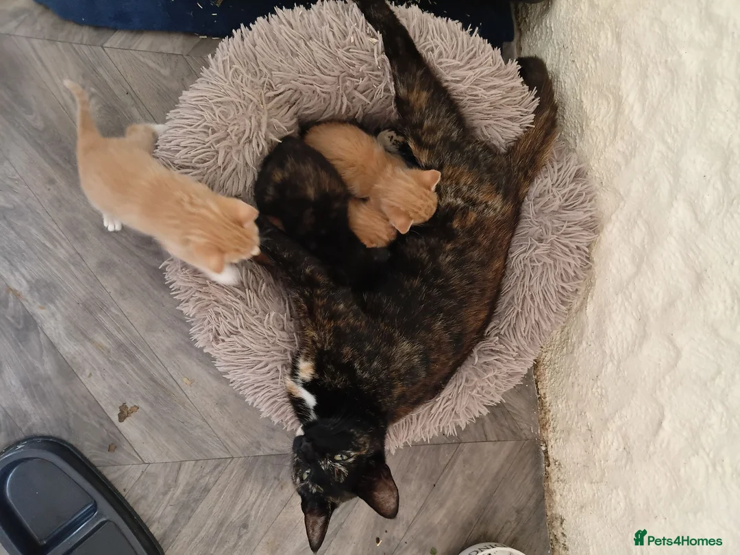 Mixed Breed cats for sale: Beautiful kittens  - Advert 5
